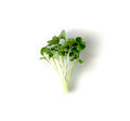 Fresh broccoli microgreens