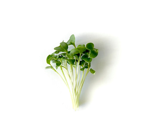 Fresh broccoli microgreens