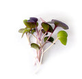 Rambo radish microgreens
