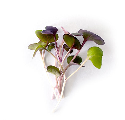 Rambo radish microgreens