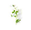 Speckled pea shoot microgreens