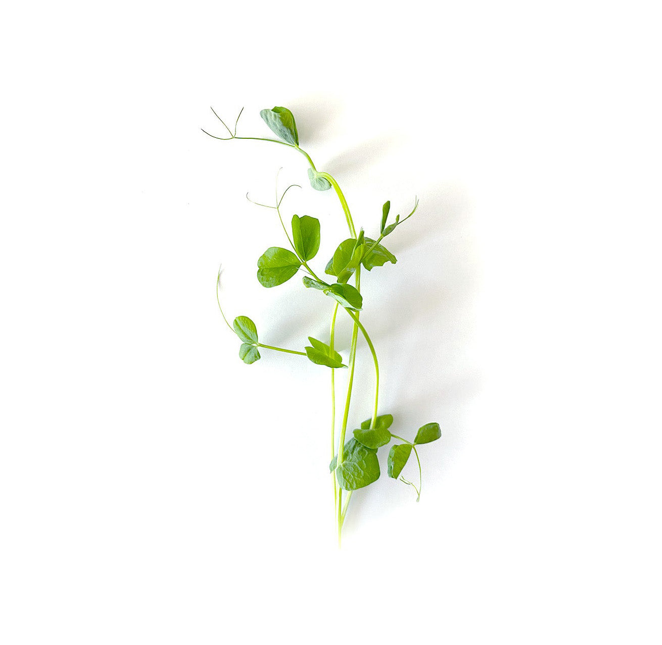Speckled pea shoot microgreens