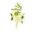 Sunflower microgreens