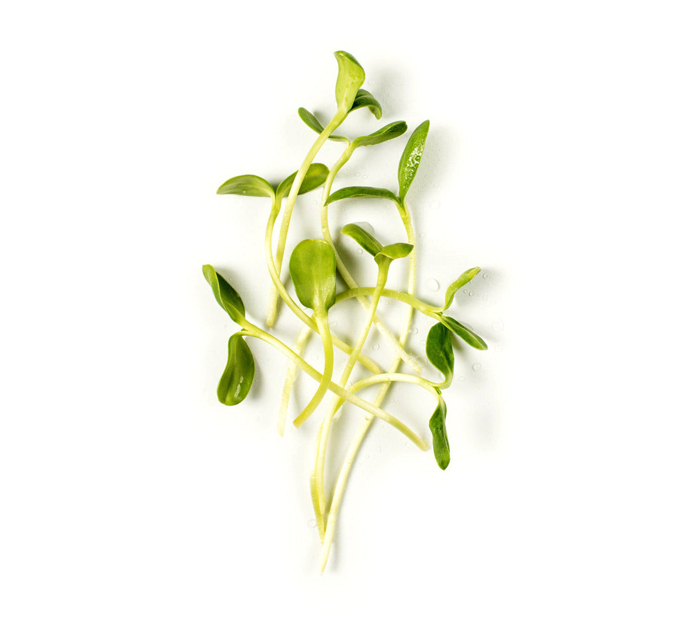 Sunflower microgreens